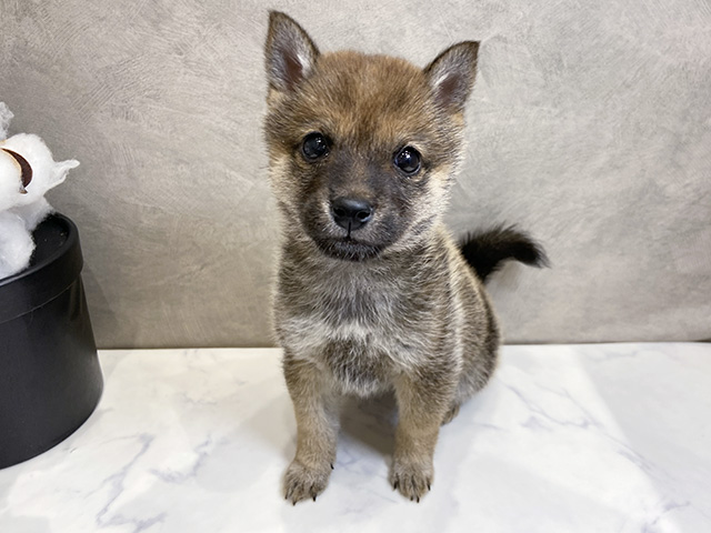 愛知県の豆柴 (ペッツファースト名古屋栄店/2025年12月17日生まれ/女の子/赤)の子犬