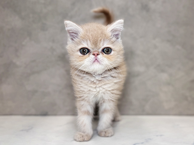 埼玉県のエキゾチックショートヘアー (ペッツファーストPETEMOレイクタウンmori店/2025年12月10日生まれ/男の子/クリームタビー)の子猫の1枚目の画像