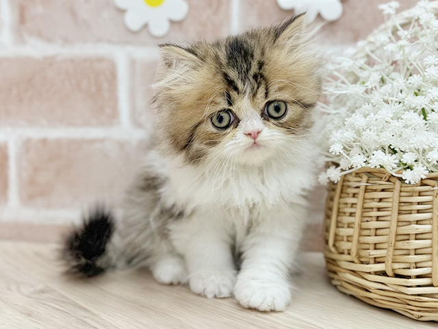 東京都のエキゾチック (ペッツファーストfor cats武蔵小山店/2025年12月24日生まれ/男の子/ブラウンタビーホワイト)の子猫の1枚目の画像