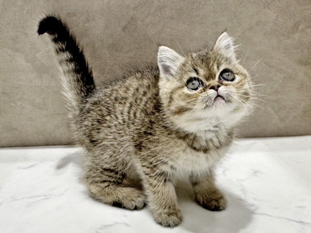 大阪府のエキゾチックショートヘアー (ペッツファースト心斎橋本店/2025年12月24日生まれ/女の子/ブラウンパッチドタビー)の子猫の1枚目の画像