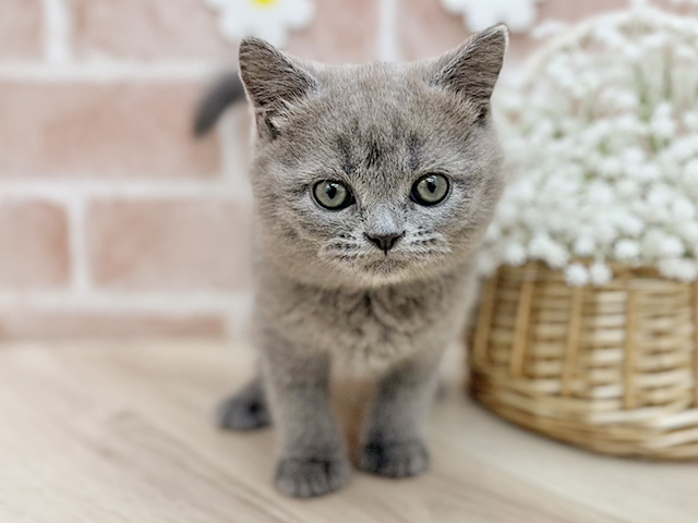 東京都のブリティッシュショートヘアー (ペッツファーストfor cats武蔵小山店/2025年12月24日生まれ/男の子/ブルー)の子猫の1枚目の画像