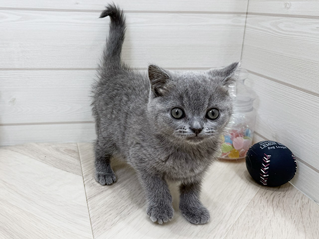 ブリティッシュ