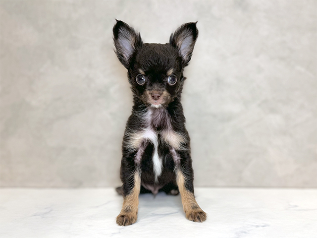 埼玉県のチワワ(ロング) (ペッツファーストPETEMOレイクタウンmori店/2025年12月15日生まれ/男の子/チョコレートタン)の子犬の1枚目の画像