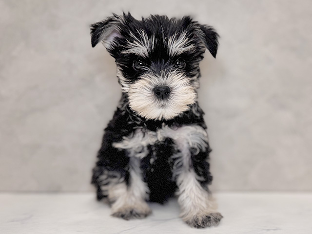 埼玉県のミニチュアシュナウザー (ペッツファーストPETEMOレイクタウンmori店/2025年12月24日生まれ/男の子/ブラックシルバー)の子犬の1枚目の画像