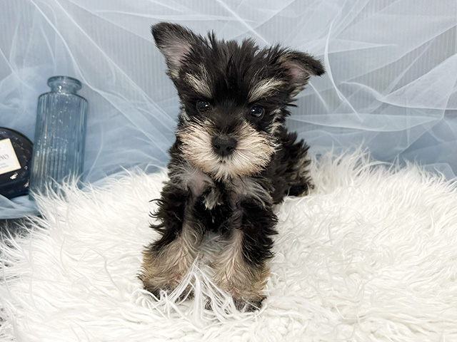 東京都のミニチュアシュナウザー (ペッツファースト青山店/2025年12月22日生まれ/男の子/ブラックシルバー)の子犬の1枚目の画像