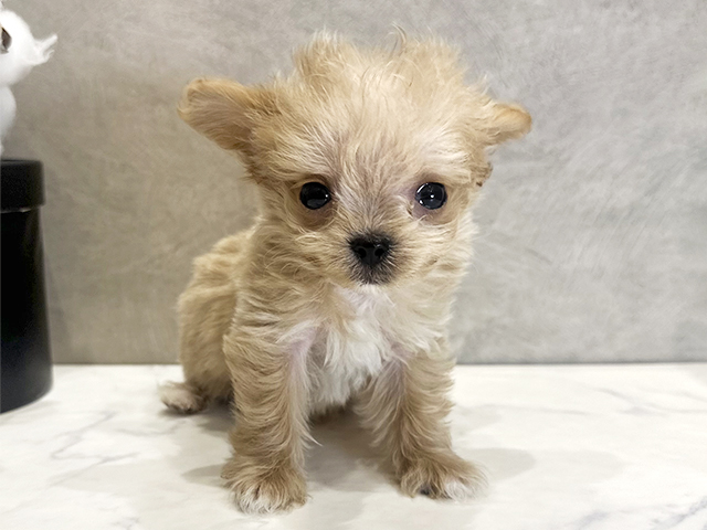 愛知県のチワプー/プーチー(チワワ×プードル) (ペッツファースト名古屋栄店/2025年12月24日生まれ/男の子/アプリコット)の子犬の1枚目の画像