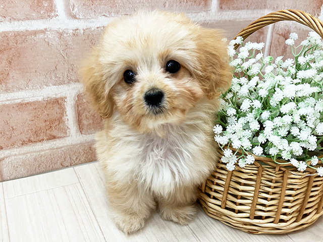 鹿児島県のマルックス(マルチーズ×ダックス) (ペッツファースト鹿児島店/2025年12月19日生まれ/女の子/クリーム)の子犬の1枚目の画像