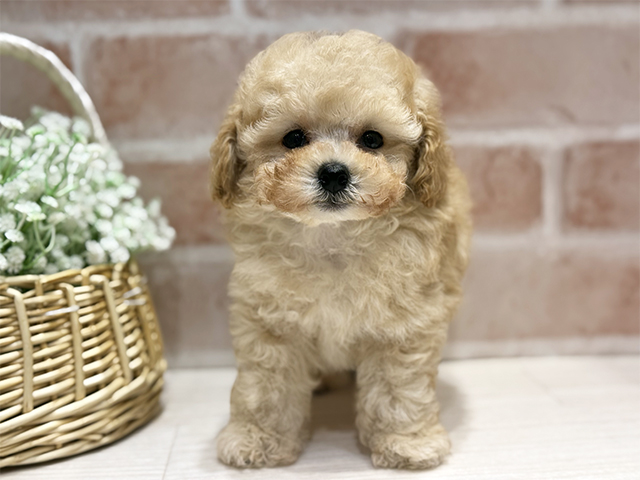 大阪府のトイプードル(ティーカップ) (ペッツファースト北心斎橋店/2025年12月24日生まれ/男の子/クリーム)の子犬の1枚目の画像