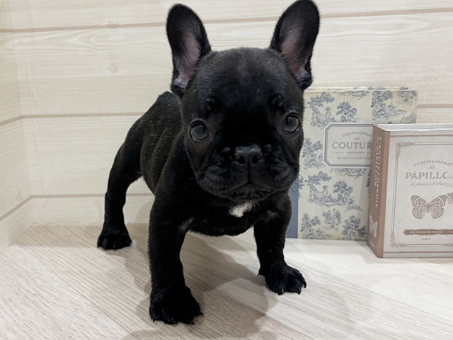 愛知県のフレンチブルドッグ (ペッツファースト岡崎店/2025年12月24日生まれ/男の子/ブリンドル)の子犬の1枚目の画像