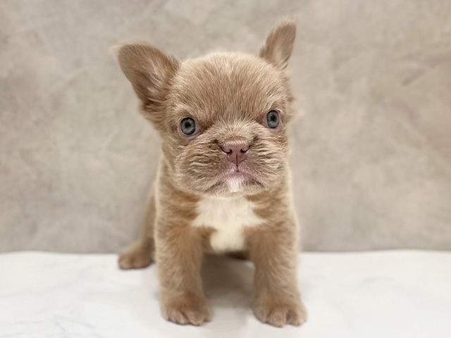 千葉県のフレンチブルドッグ (ペッツファーストららぽーとTOKYO-BAY店/2025年12月10日生まれ/女の子/イザベラ)の子犬の1枚目の画像