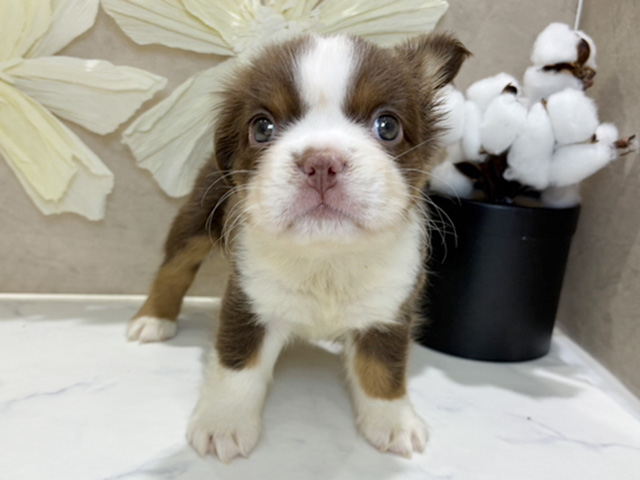 兵庫県のフレンチブルドッグ (ペッツファースト神戸三宮センター街店/2025年12月10日生まれ/女の子/イザベラホワイト)の子犬の1枚目の画像