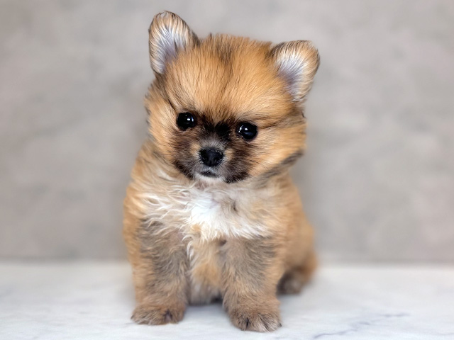 埼玉県のポメチワ/チワポメ/ポメチー(ポメラニアン×チワワ) (ペッツファーストPETEMOレイクタウンmori店/2025年12月24日生まれ/男の子/オレンジホワイト)の子犬の1枚目の画像