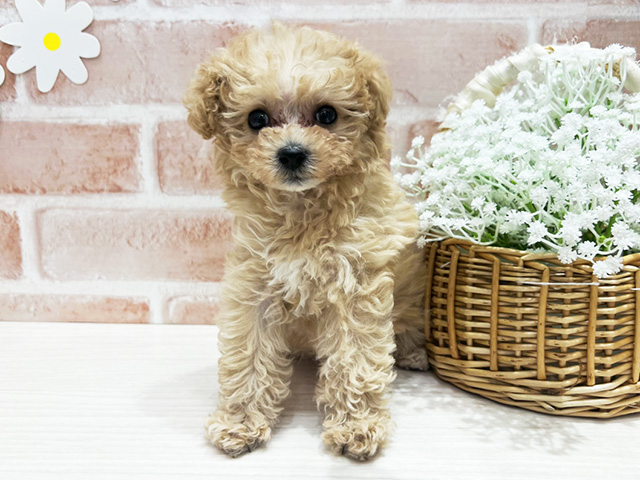 福岡県のトイプードル(タイニー) (ペッツファースト筑紫野店/2025年12月24日生まれ/女の子/アプリコット)の子犬の1枚目の画像