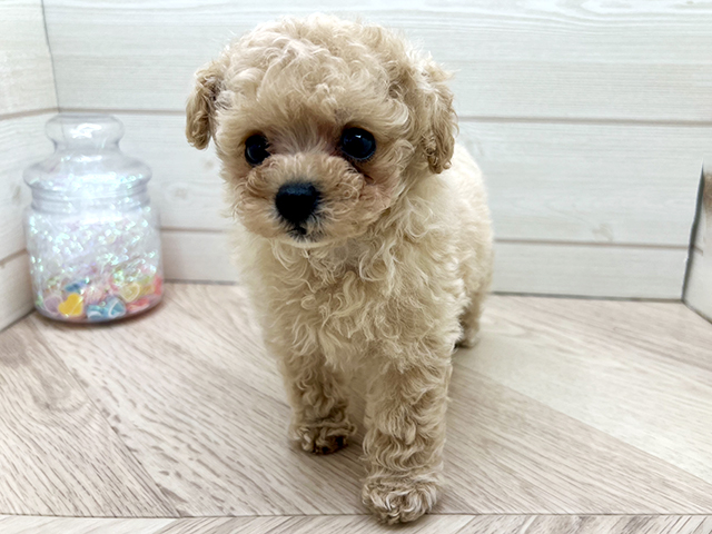 トイプードル(ティーカップ), 性別 女の子, 誕生日 2025/12/24, 毛色 アプリコット, 出身 香川県, 店舗 渋谷店(東京都), お問い合わせ番号 2561654