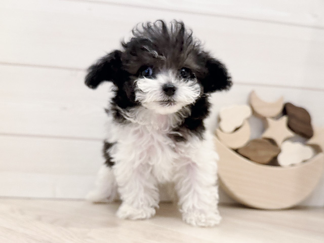 東京都のトイプードル(ティーカップ) (ペッツファースト麻布十番店/2025年12月18日生まれ/男の子/ホワイトシルバー)の子犬の1枚目の画像