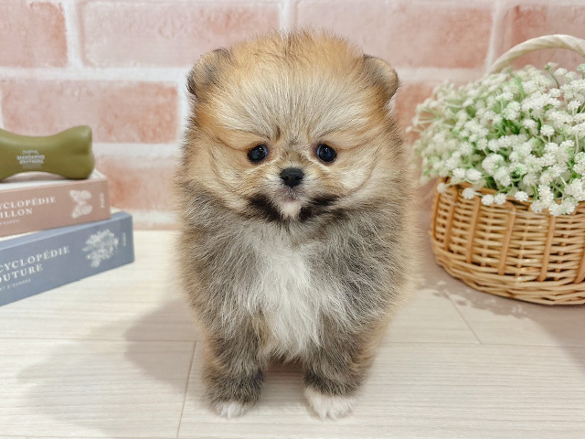 東京都のポメラニアン (ペッツファースト自由が丘店/2025年12月16日生まれ/男の子/オレンジ)の子犬の1枚目の画像