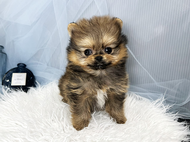 東京都のポメラニアン (ペッツファースト青山店/2025年12月16日生まれ/男の子/オレンジセーブル)の子犬の1枚目の画像
