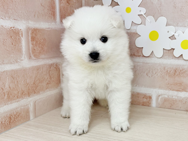 鹿児島県の日本スピッツ (ペッツファースト鹿児島店/2025年12月24日生まれ/男の子/ホワイト)の子犬の1枚目の画像