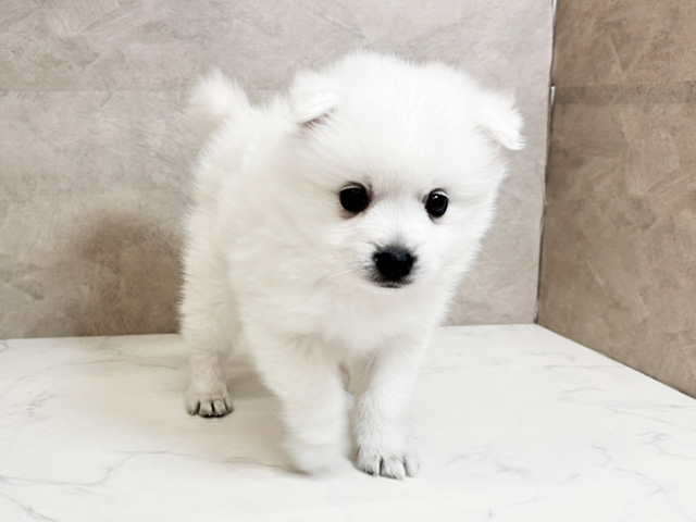 愛知県の日本スピッツ (ペッツファースト一宮店/2025年12月23日生まれ/男の子/ホワイト)の子犬