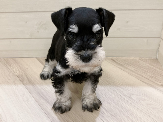 福岡県のミニチュアシュナウザー (ペッツファースト大牟田店/2025年12月23日生まれ/男の子/ブラックシルバー)の子犬の1枚目の画像