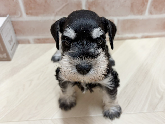 ミニチュアシュナウザー