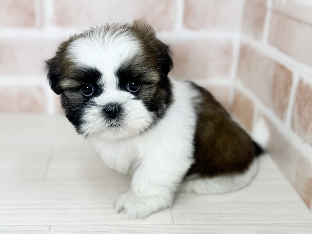 大阪府のシーズー (ペッツファースト東大阪店/2025年12月23日生まれ/女の子/ゴールドホワイト)の子犬の1枚目の画像