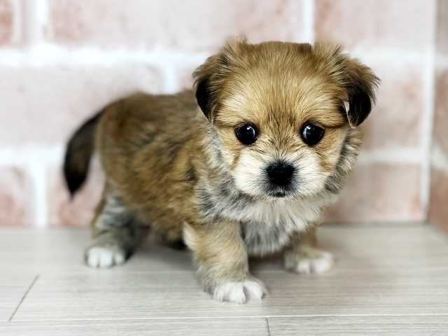 大阪府のハーフ犬・ミックス犬 (ペッツファースト東大阪店/2025年12月20日生まれ/女の子/レッド)の子犬の1枚目の画像