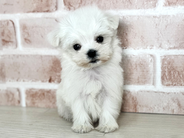マルチーズ, 性別 男の子, 誕生日 2025/12/22, 毛色 ホワイト, 出身 群馬県, 店舗 東大阪店(大阪府), お問い合わせ番号 402602185