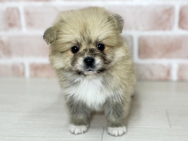 大阪府のペキポメ/ポメペキ(ペキニーズ×ポメラニアン) (ペッツファースト東大阪店/2025年12月21日生まれ/男の子/オレンジ)の子犬の1枚目の画像