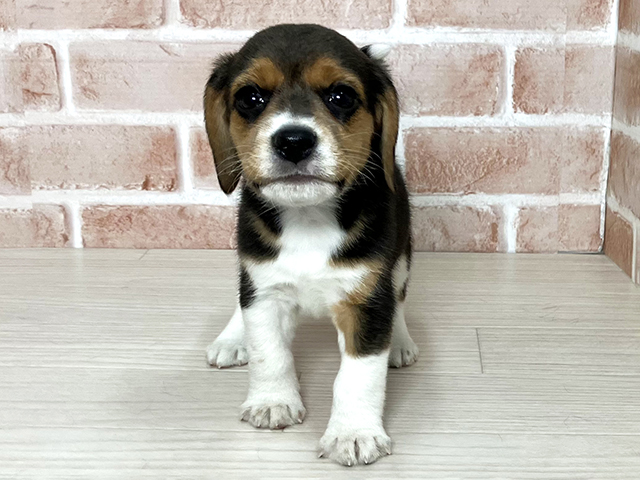 大阪府のビーグル (ペッツファースト東大阪店/2025年12月24日生まれ/女の子/ブラックタンホワイト)の子犬の1枚目の画像