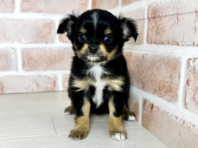 大阪府のパピチー/チワパピ(パピヨン×チワワ) (ペッツファースト東大阪店/2025年12月25日生まれ/女の子/ブラックタン)の子犬の1枚目の画像
