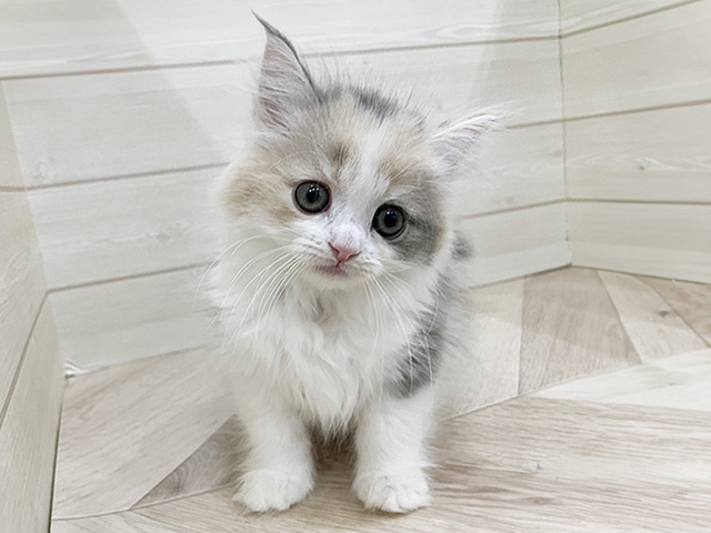 福岡県のサイベリアン (ペッツファースト福岡天神店/2025年12月25日生まれ/女の子/ダイリュートキャリコ)の子猫の1枚目の画像