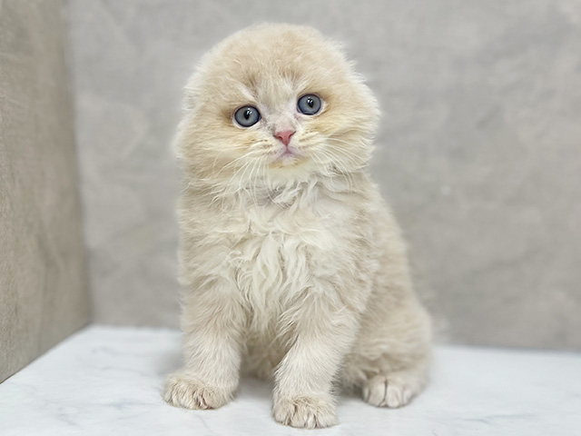 スコティッシュフォールド