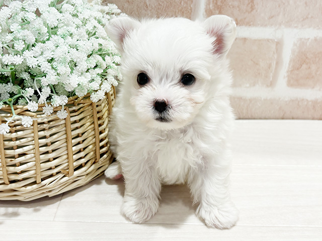 神奈川県のハーフ犬・ミックス犬 (ペッツファースト横浜元町店/2025年12月24日生まれ/男の子/ホワイト)の子犬の1枚目の画像