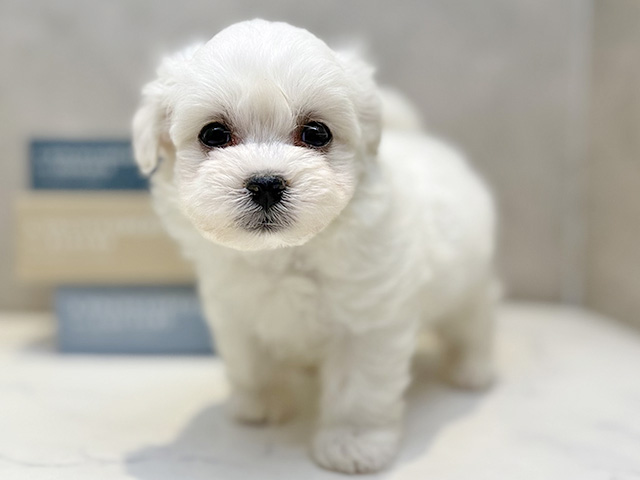 埼玉県のハーフ犬・ミックス犬 (ペッツファースト川口店/2025年12月24日生まれ/男の子/ホワイト)の子犬の1枚目の画像