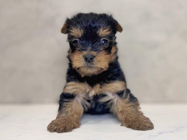 埼玉県のヨークシャーテリア (ペッツファーストPETEMOレイクタウンmori店/2025年12月25日生まれ/女の子/スチールブルータン)の子犬の1枚目の画像