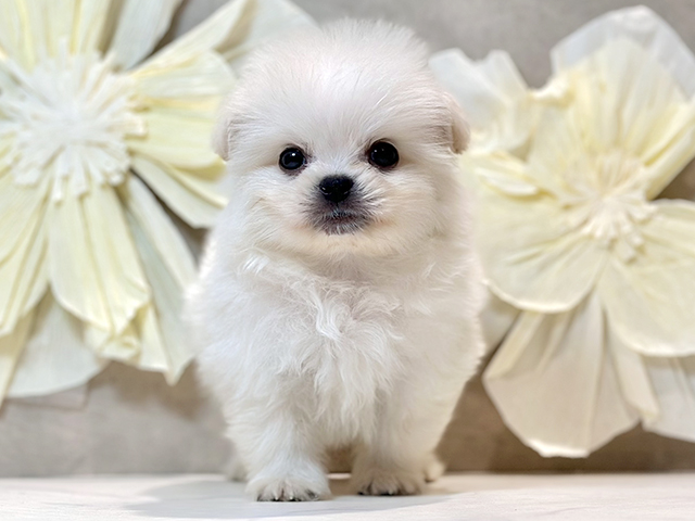 東京都のペキポメ/ポメペキ(ペキニーズ×ポメラニアン) (ペッツファースト原宿店/2025年12月25日生まれ/男の子/ホワイト)の子犬の1枚目の画像