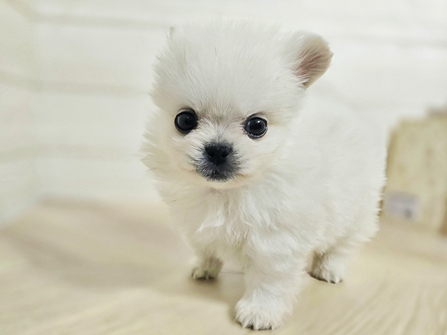 埼玉県のペキポメ/ポメペキ(ペキニーズ×ポメラニアン) (ペッツファースト春日部店/2025年12月25日生まれ/男の子/ホワイト)の子犬の1枚目の画像