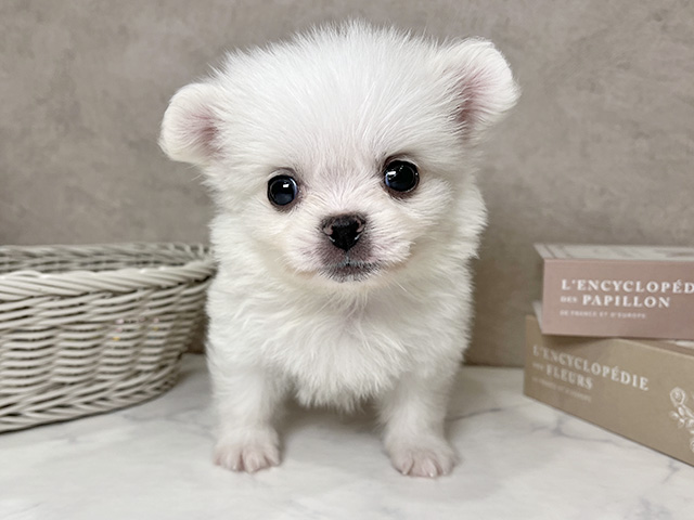 東京都のペキポメ/ポメペキ(ペキニーズ×ポメラニアン) (ペッツファースト武蔵小山店/2025年12月25日生まれ/男の子/ホワイト)の子犬の1枚目の画像