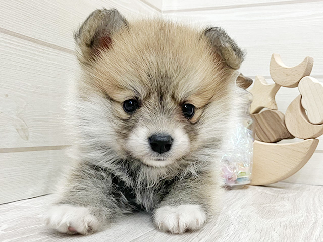 愛知県のポメコーギー(ポメラニアン×コーギー) (ペッツファースト大高店/2025年12月24日生まれ/女の子/オレンジセーブル)の子犬