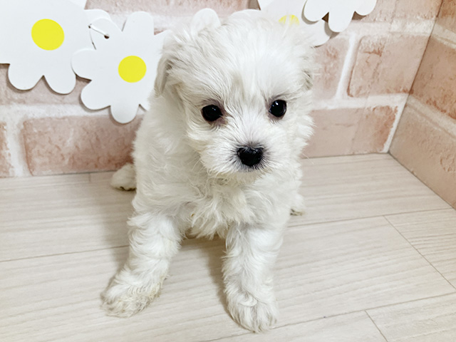 マルチーズミックス