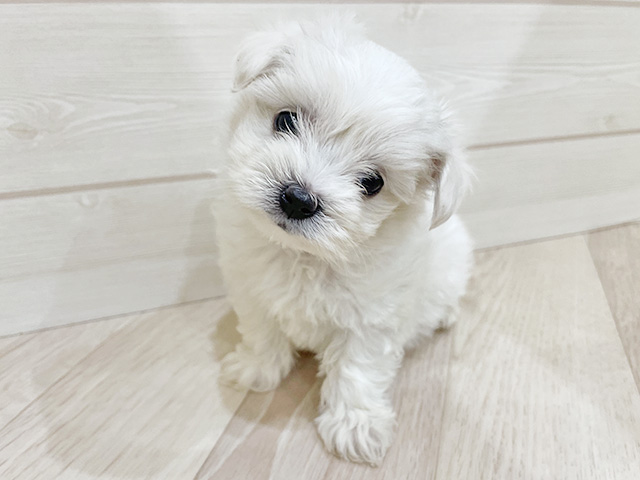 福岡県のハーフ犬・ミックス犬 (ペッツファースト福岡天神店/2025年12月25日生まれ/女の子/ホワイト)の子犬の1枚目の画像