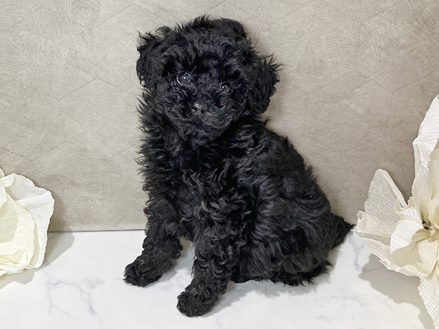茨城県のトイプードル(トイ) (ペッツファースト土浦店/2025年12月23日生まれ/女の子/ブラック)の子犬の1枚目の画像