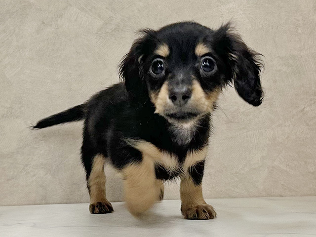 埼玉県のカニンヘンダックスフンド(ロング) (ペッツファースト岩槻店/2025年12月25日生まれ/女の子/ブラックタン)の子犬の1枚目の画像