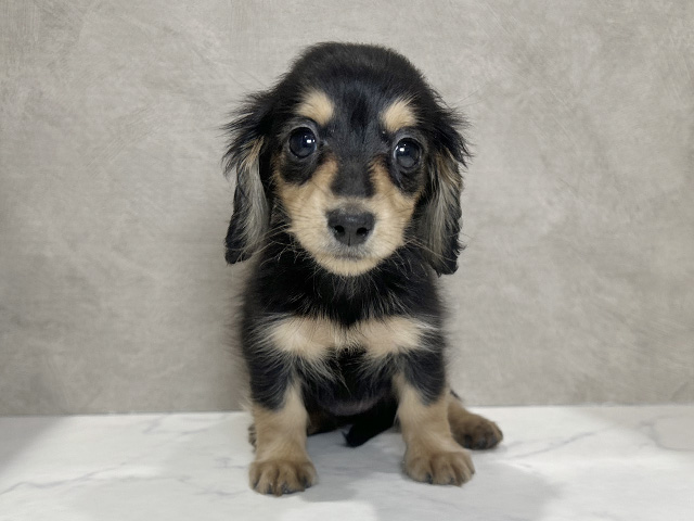 カニヘンダックスフンド