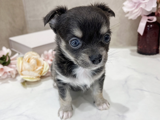 東京都のチワワ(ロング) (ペッツファースト新宿店/2025年12月25日生まれ/女の子/ブルータンホワイト)の子犬の1枚目の画像