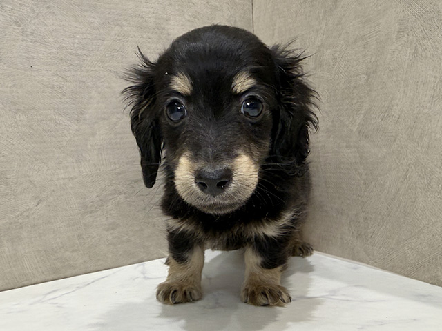 静岡県のミニチュアダックスフンド(ロング) (ペッツファースト富士宮店/2025年12月25日生まれ/男の子/ブラックイエロー)の子犬