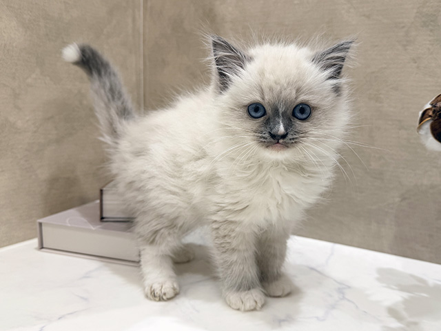 大阪府のラグドール (ペッツファースト難波店/2025年12月25日生まれ/男の子/ブルーポイントミテッド)の子猫の1枚目の画像