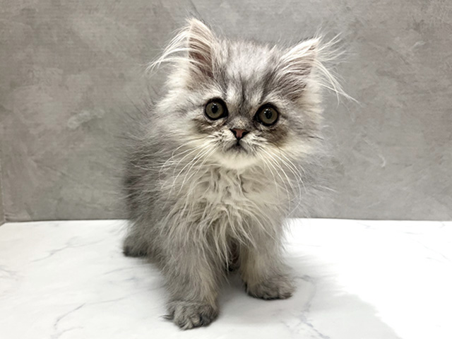 神奈川県のエキゾチック (ペッツファースト大和店/2025年12月16日生まれ/男の子/シルバータビー)の子猫