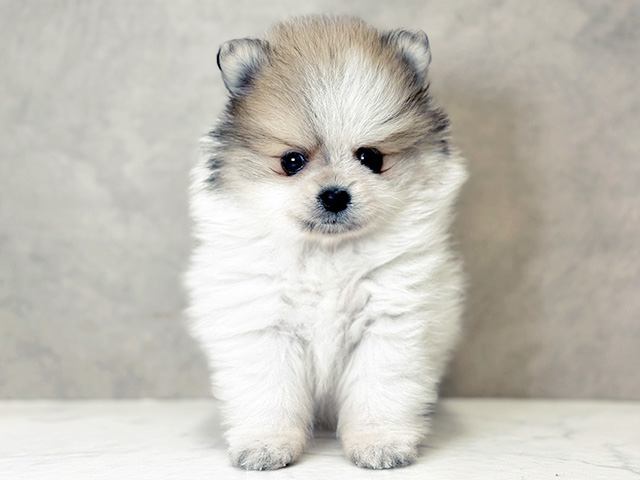 大阪府のポメラニアン (ペッツファースト心斎橋本店/2025年12月24日生まれ/女の子/パーティーカラー)の子犬